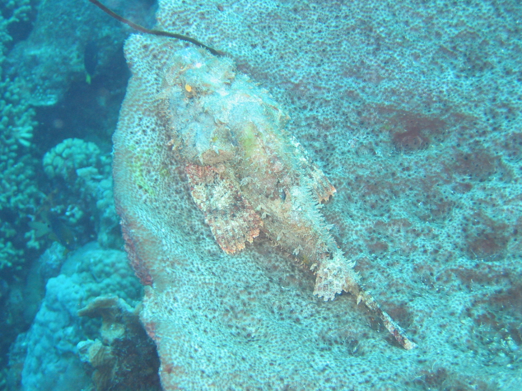 Scorpionfish