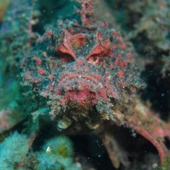 Scorpionfish