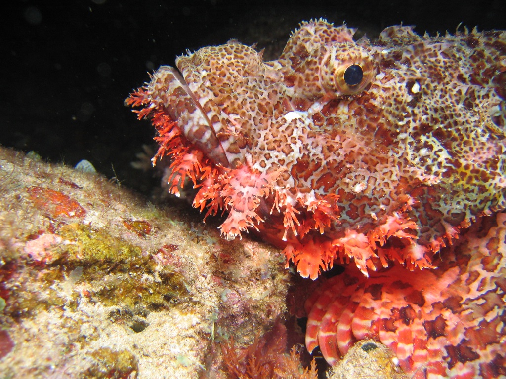 Scorpionfish