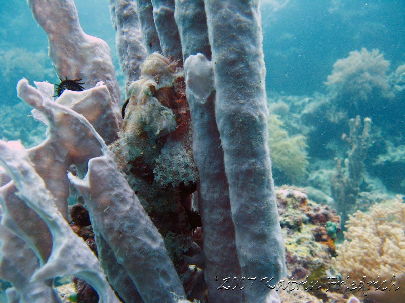 scorpionfish