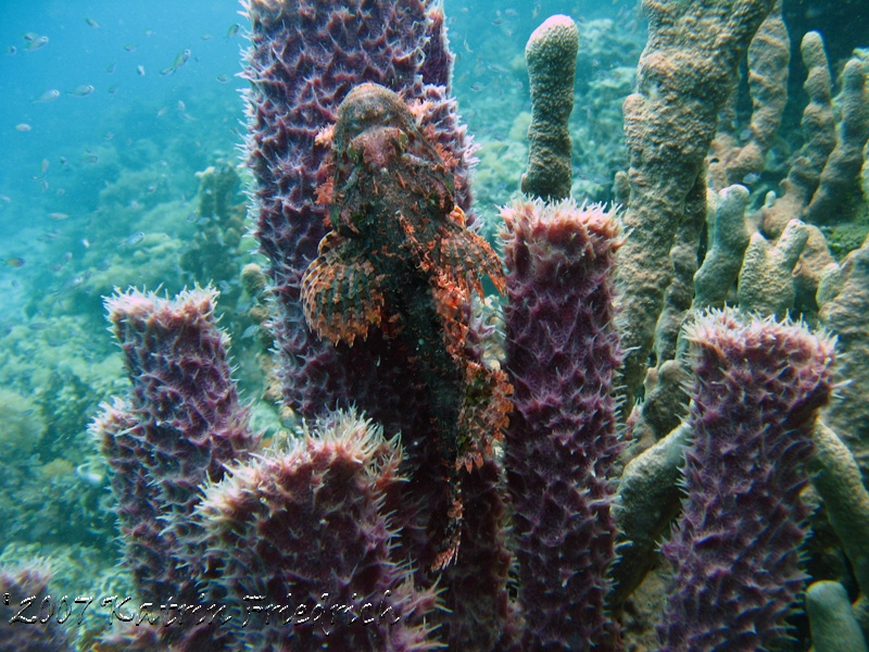 scorpionfish