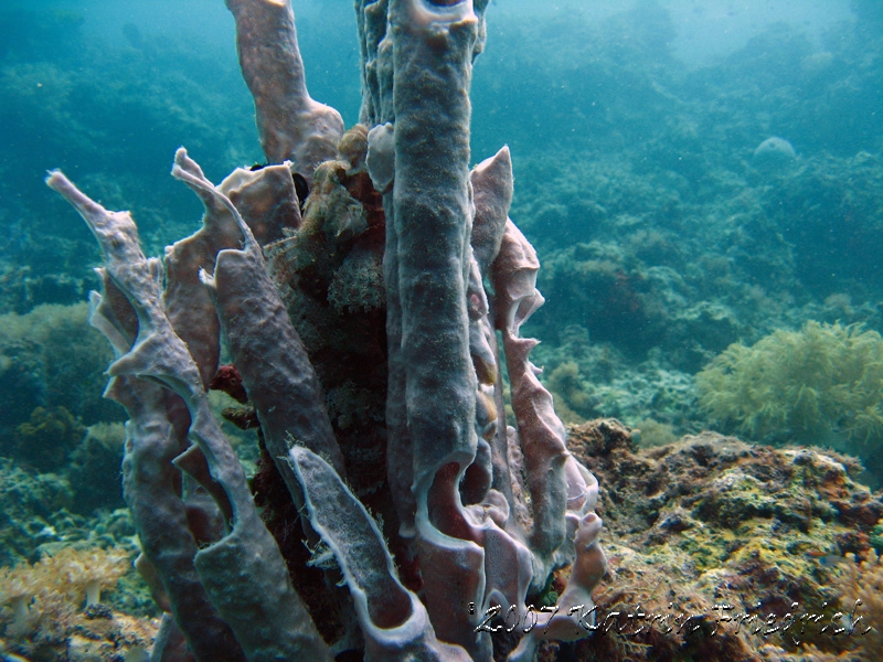 scorpionfish