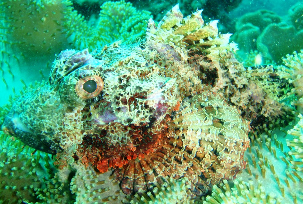 Scorpionfish