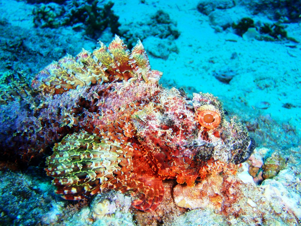 Scorpionfish