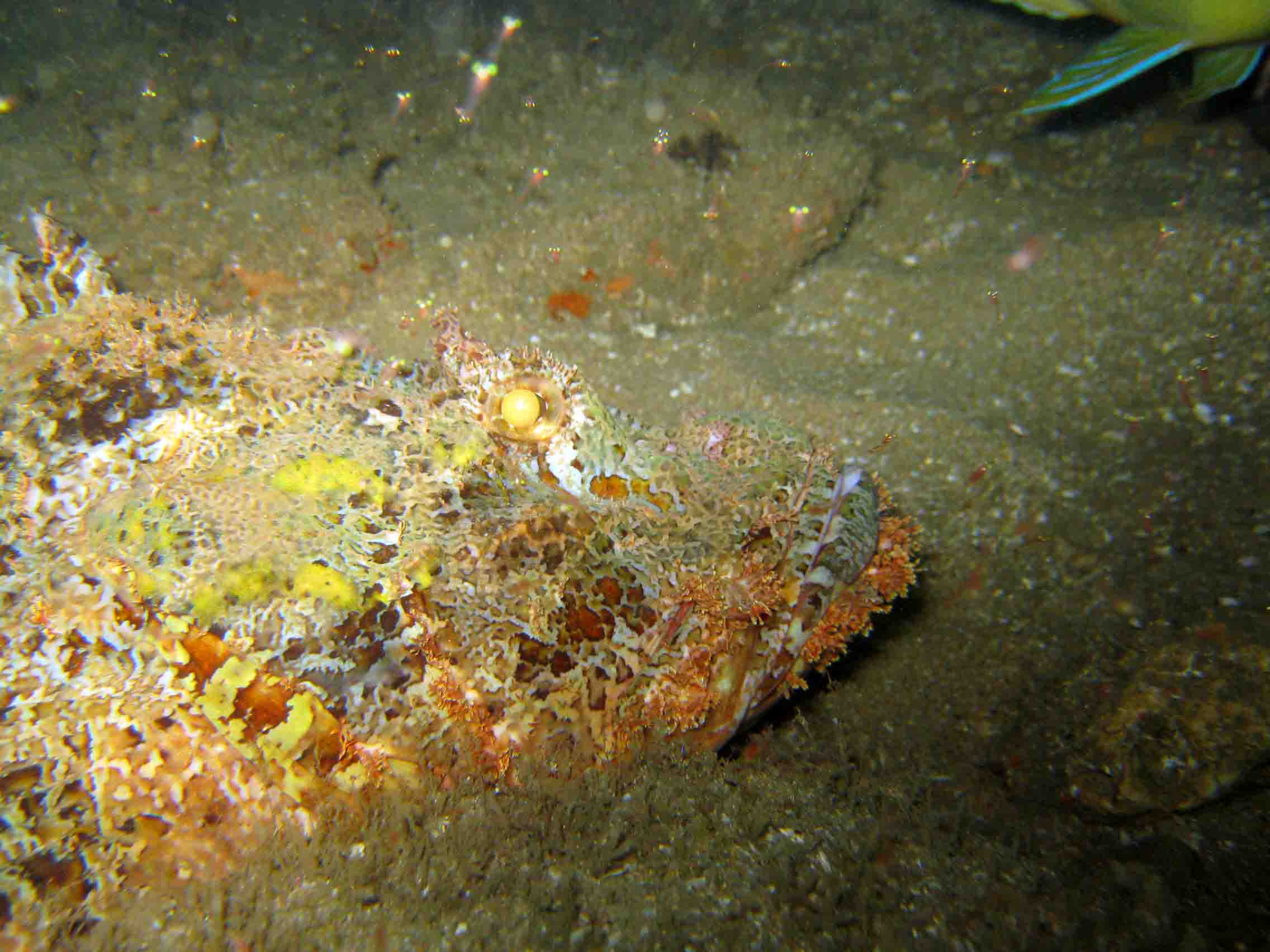 Scorpionfish