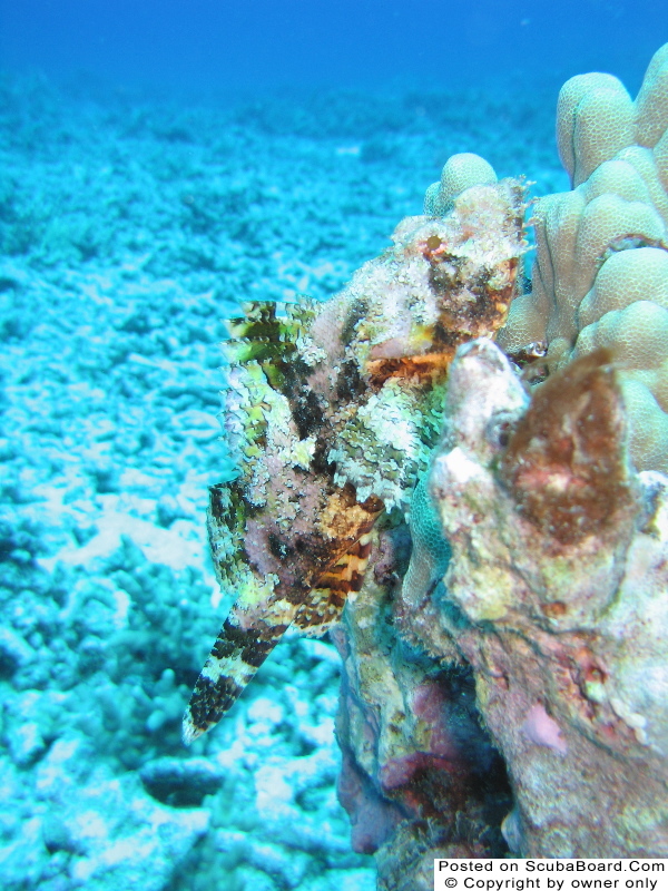 scorpionfish