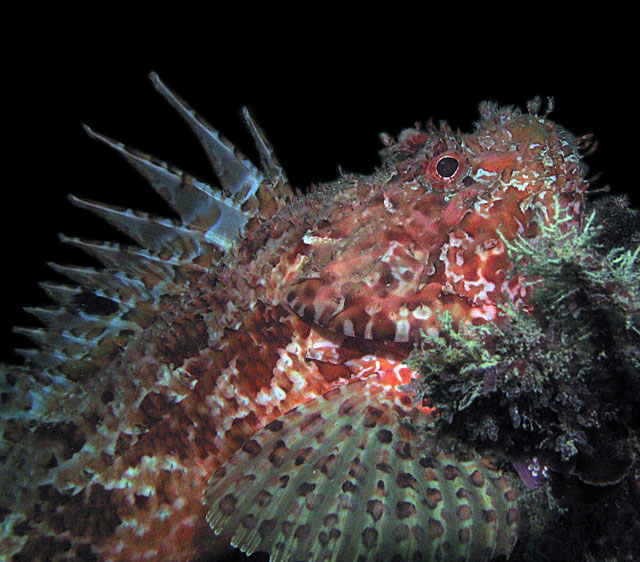 Scorpionfish