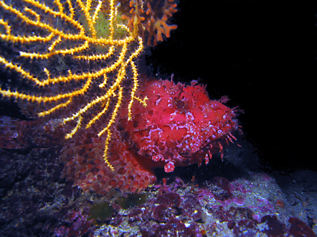 Scorpionfish