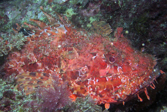 Scorpionfish