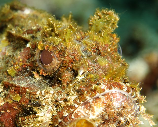 Scorpionfish