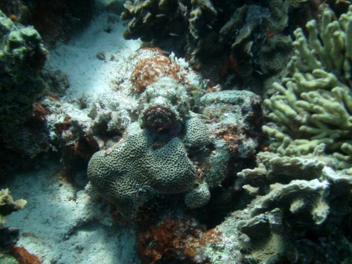 Scorpionfish