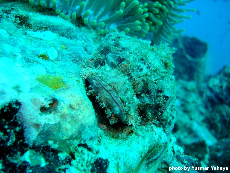 scorpionfish