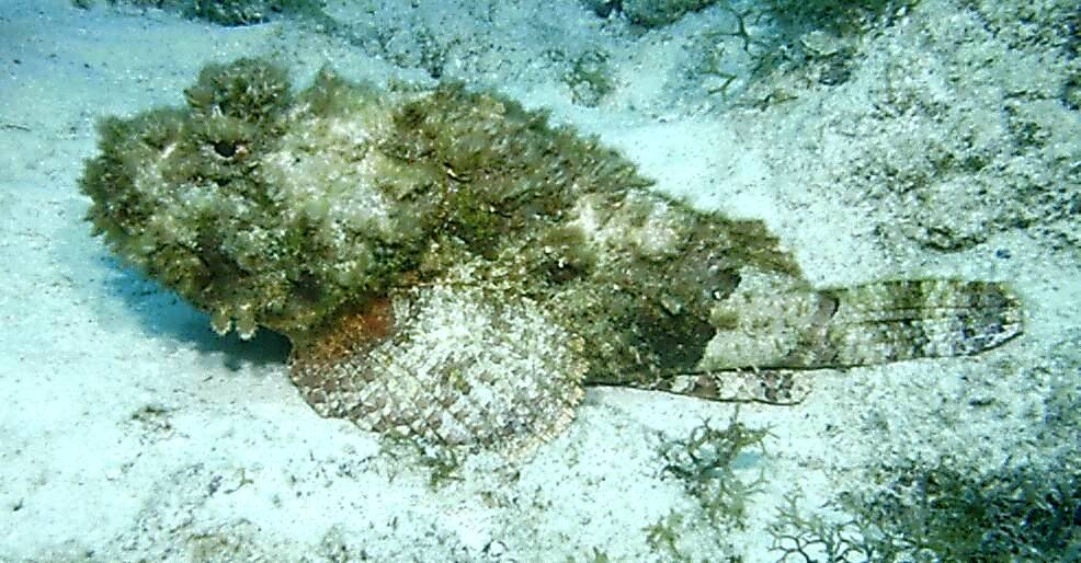 Scorpionfish