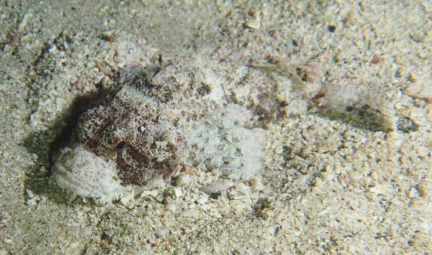 Scorpionfish