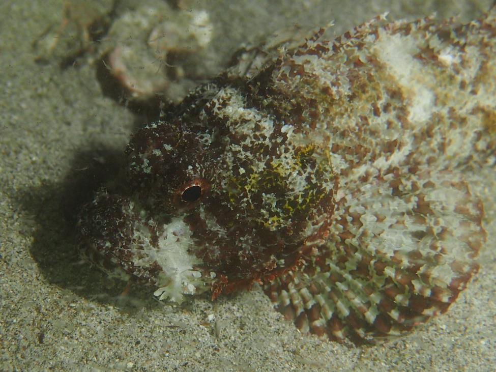 Scorpionfish