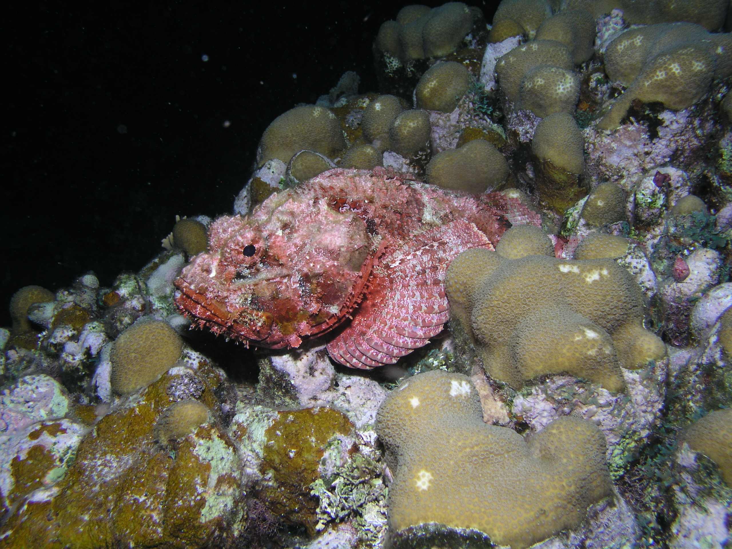 Scorpionfish