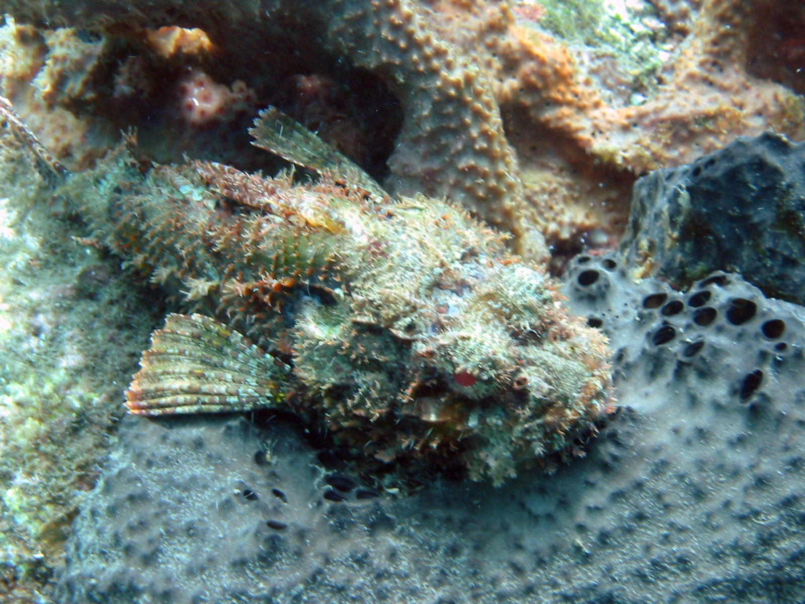 scorpionfish