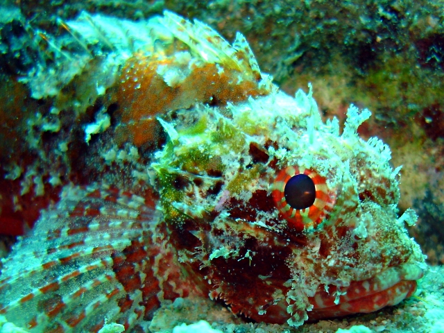 scorpionfish