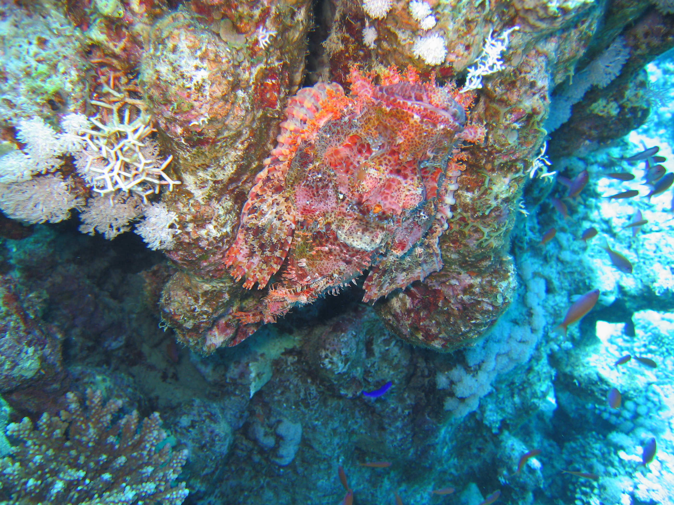 scorpionfish