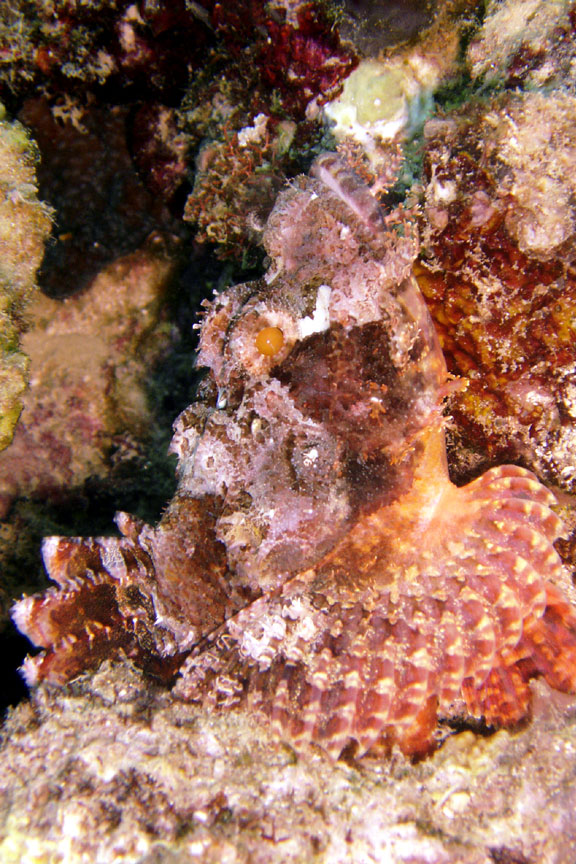 Scorpionfish