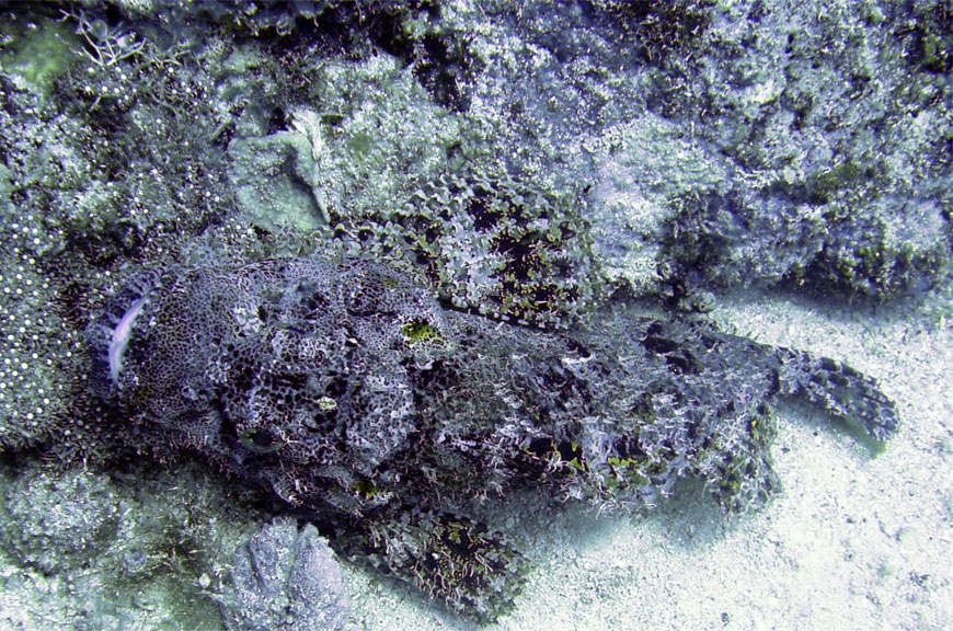 Scorpionfish