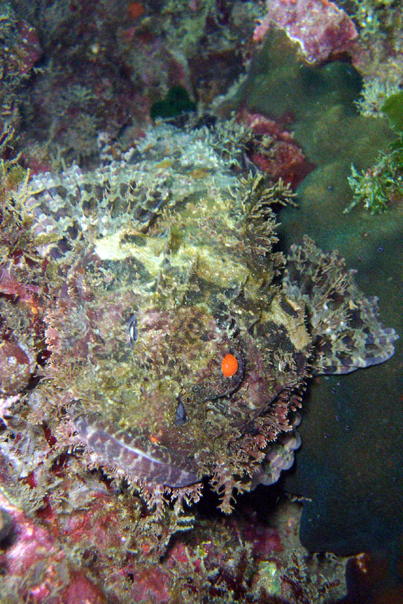 Scorpionfish