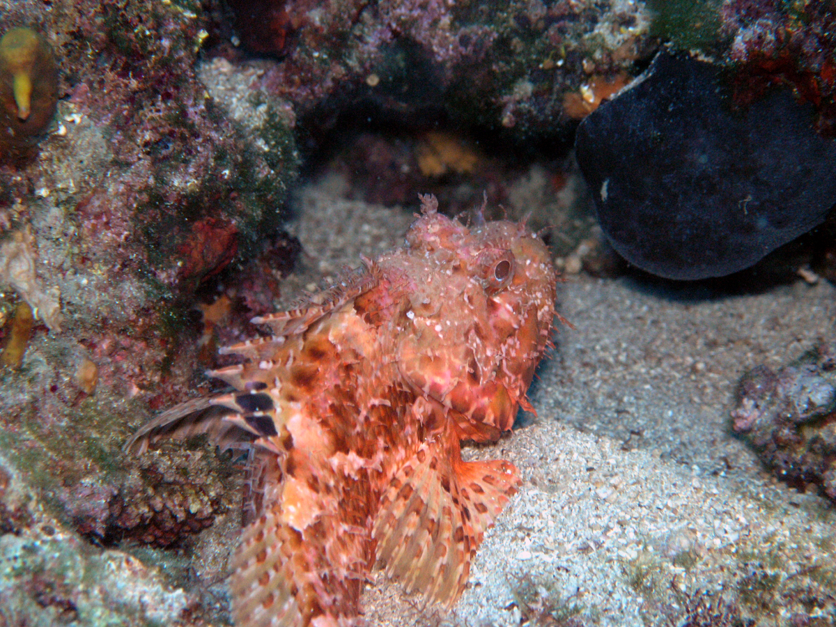 scorpionfish