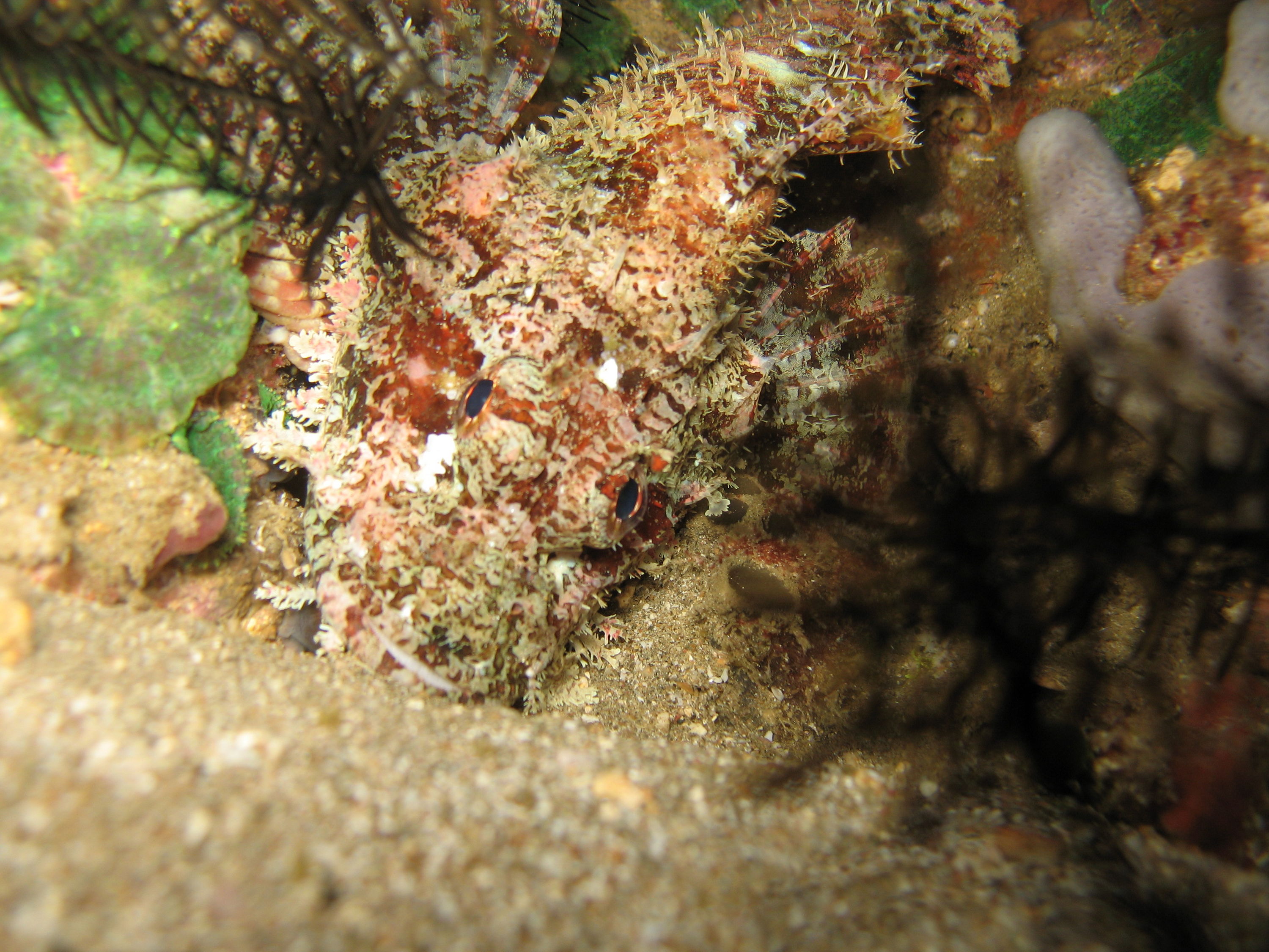 Scorpionfish