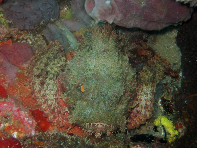 Scorpionfish