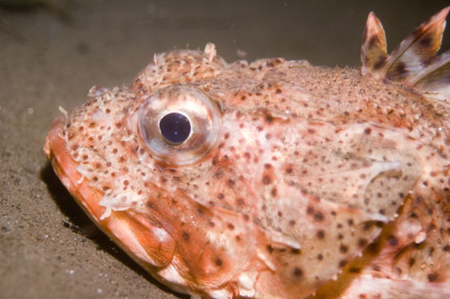 scorpionfish