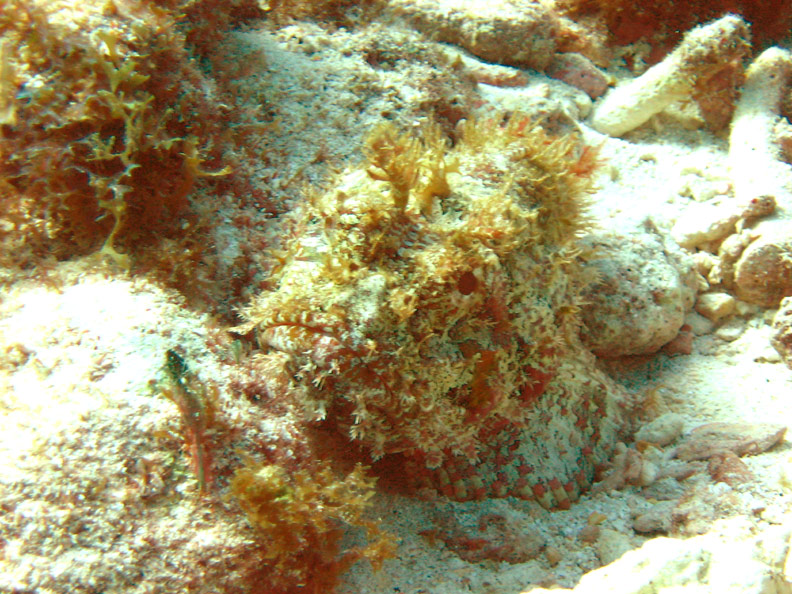 Scorpionfish