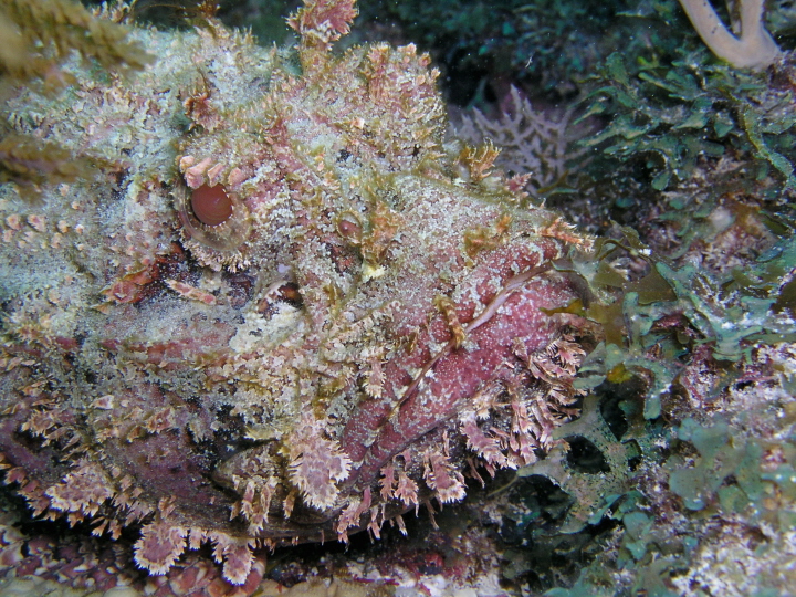 Scorpionfish