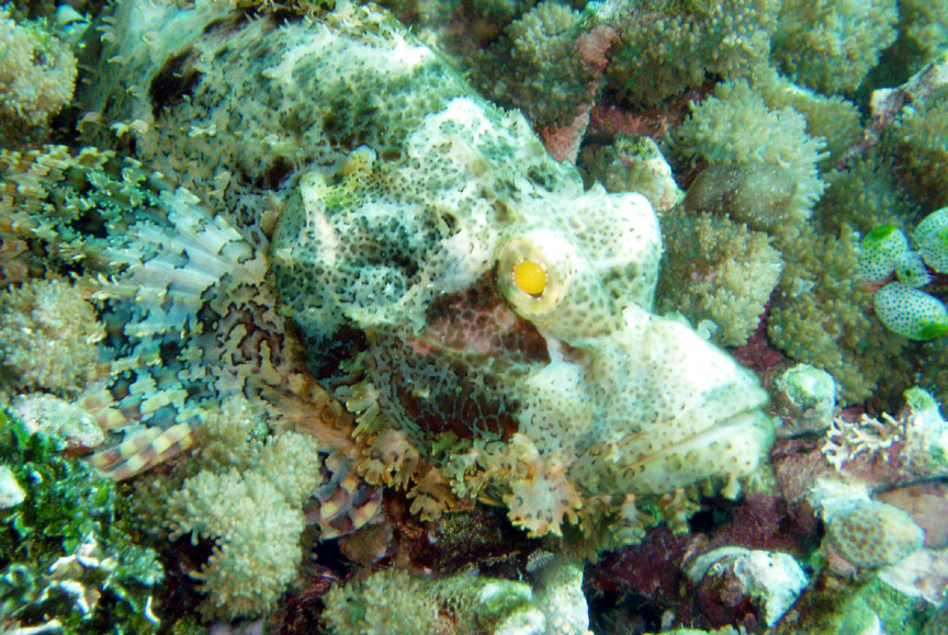 Scorpionfish