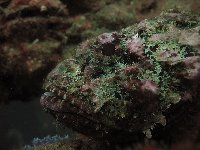 ScorpionFish