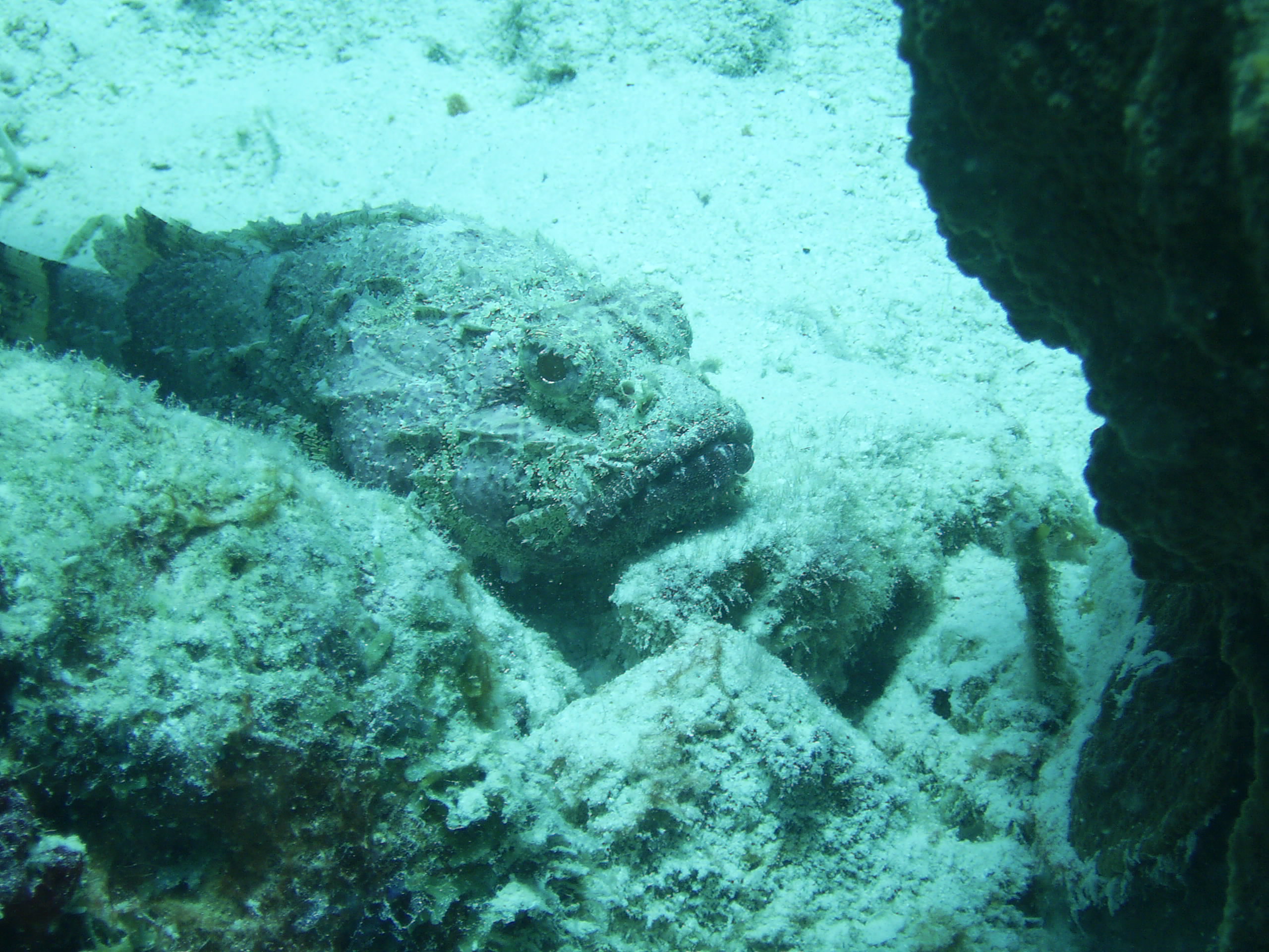 Scorpionfish