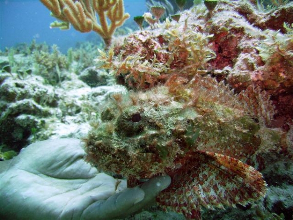 Scorpionfish