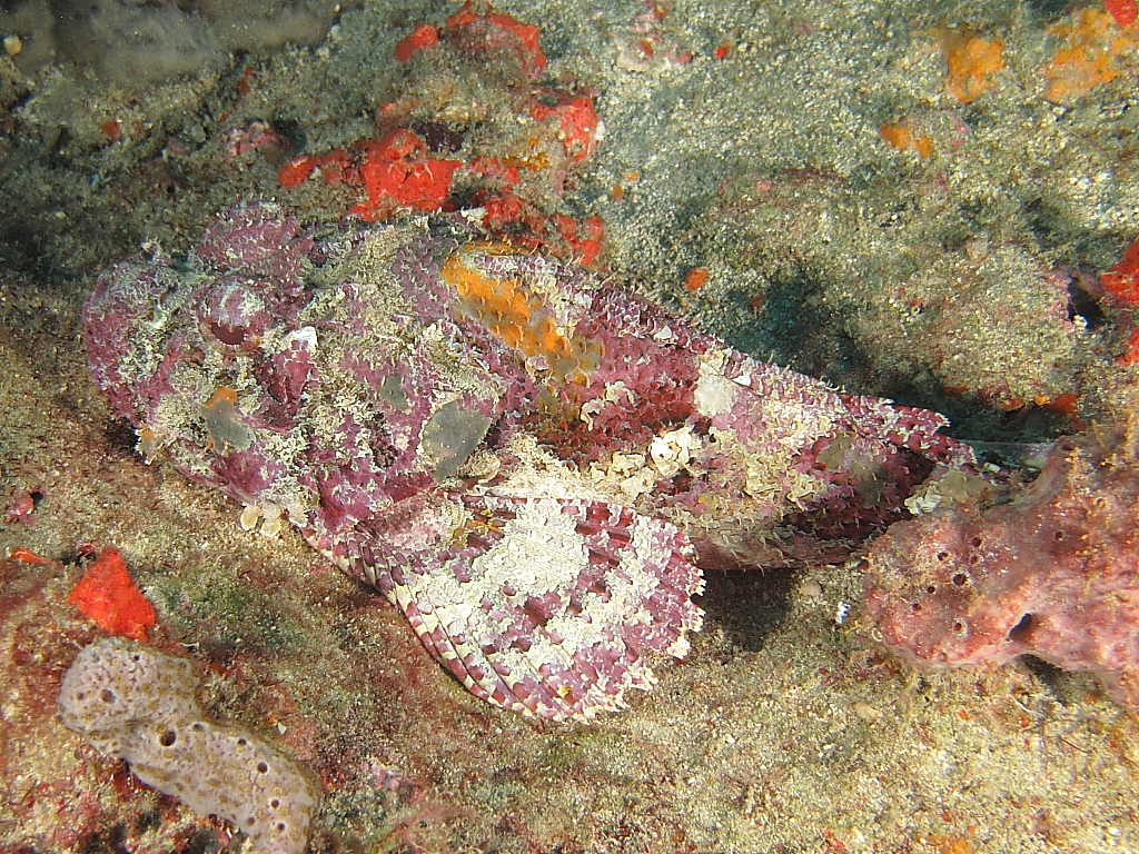 scorpionfish0901