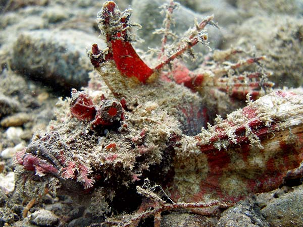 scorpionfish26