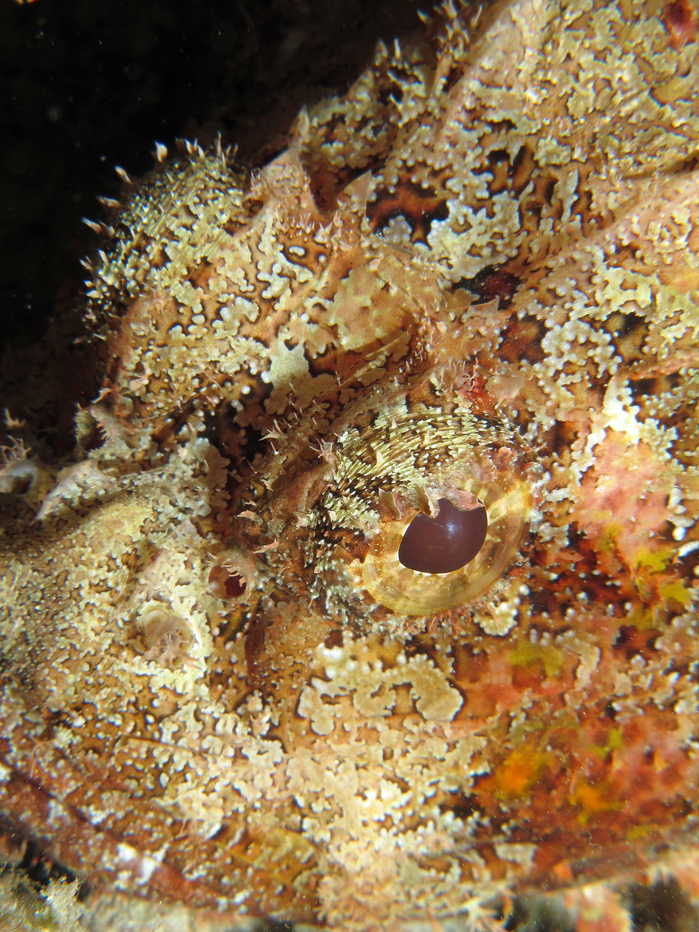 scorpionfish27