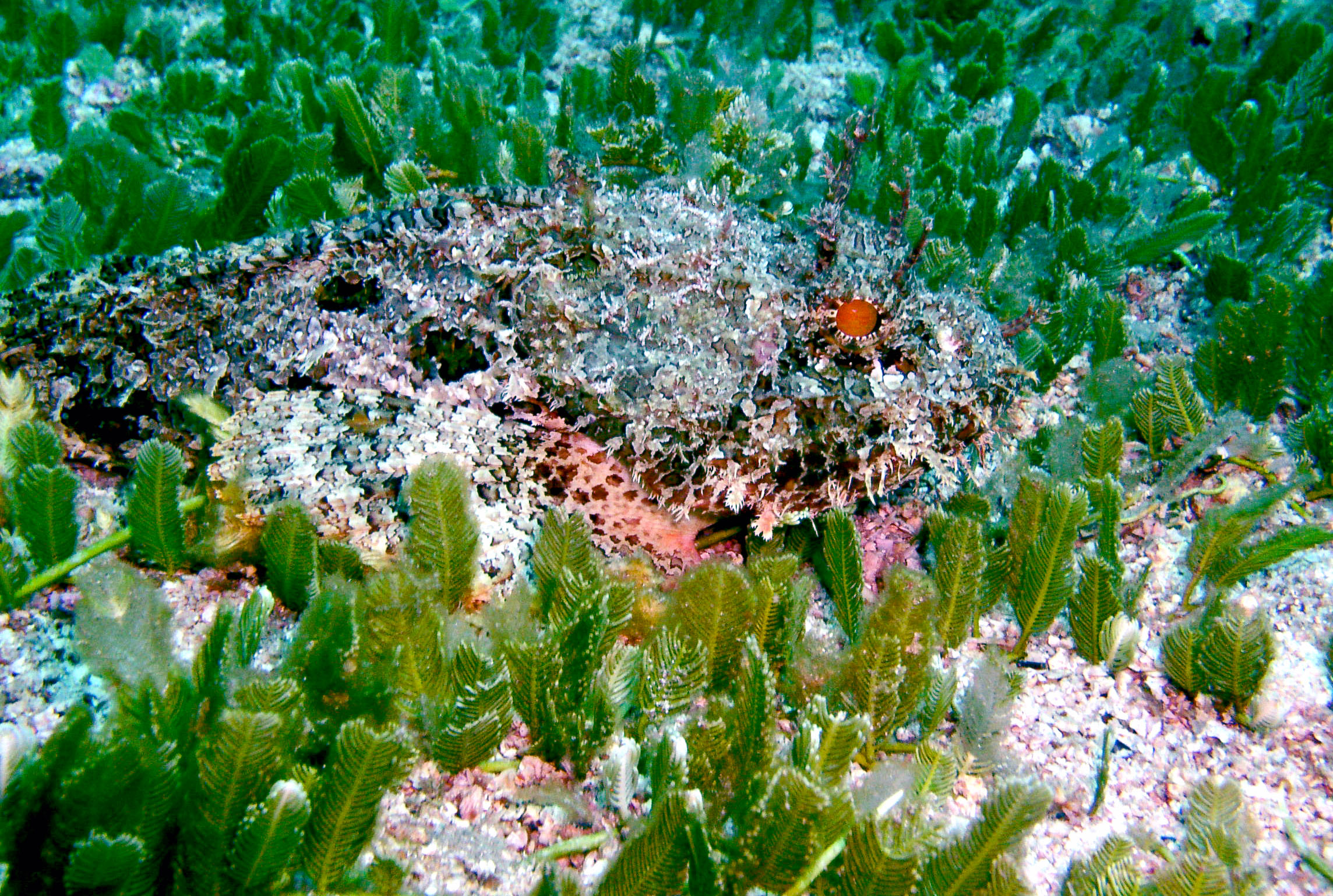 scorpionfish9