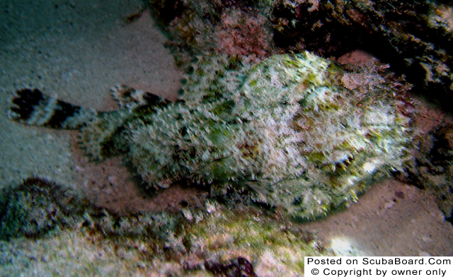 Scorpionfish_close_thumb