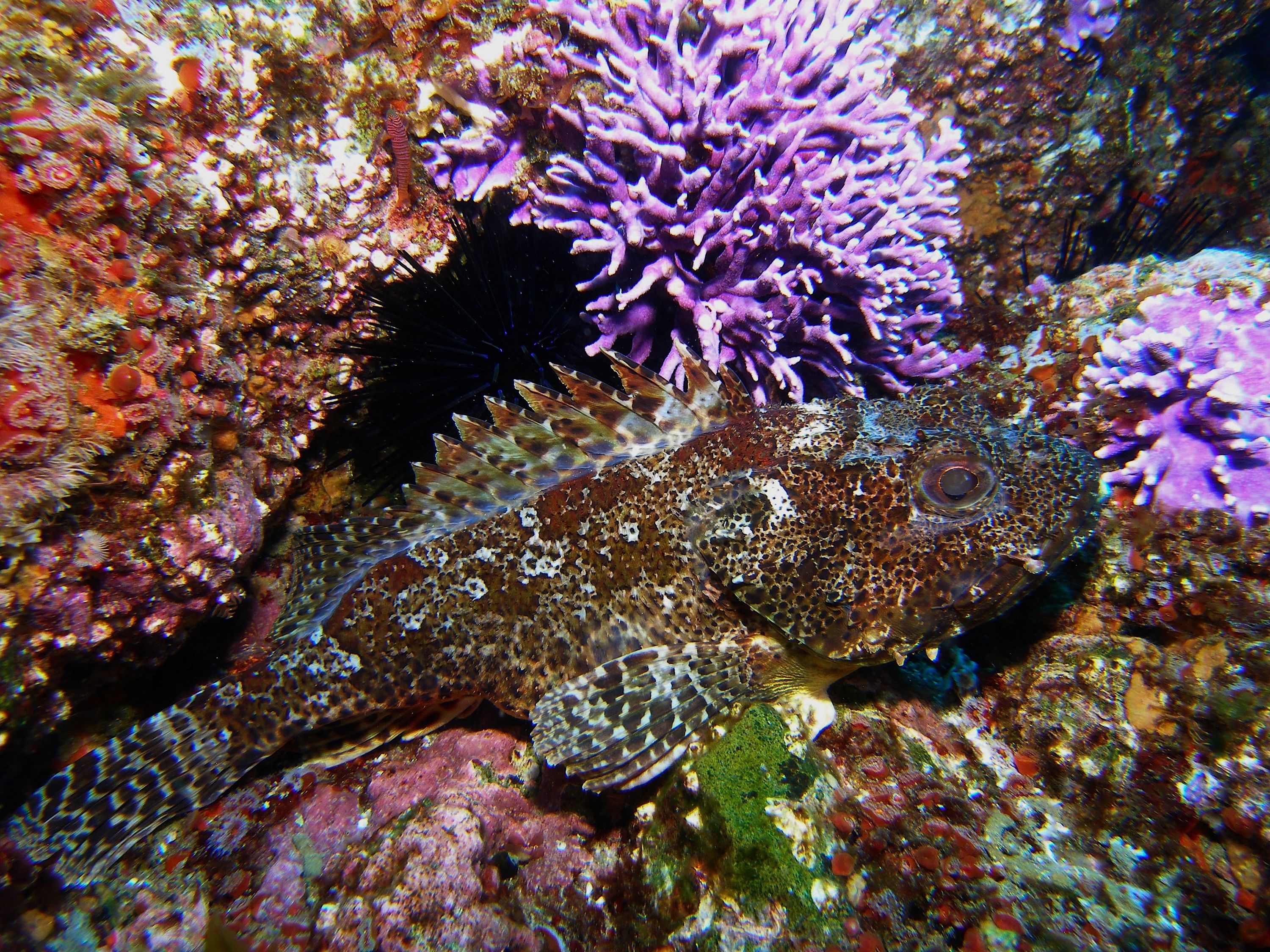 Scorpionfish_Farnsworth