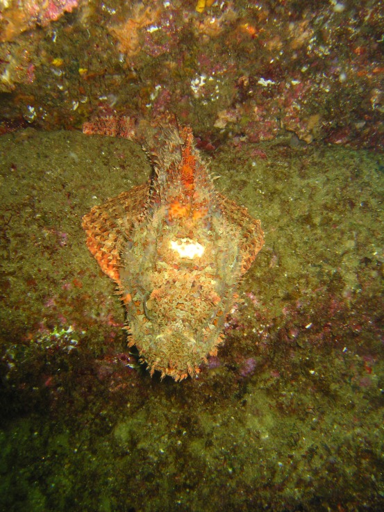 scorpionfish_resized_0608