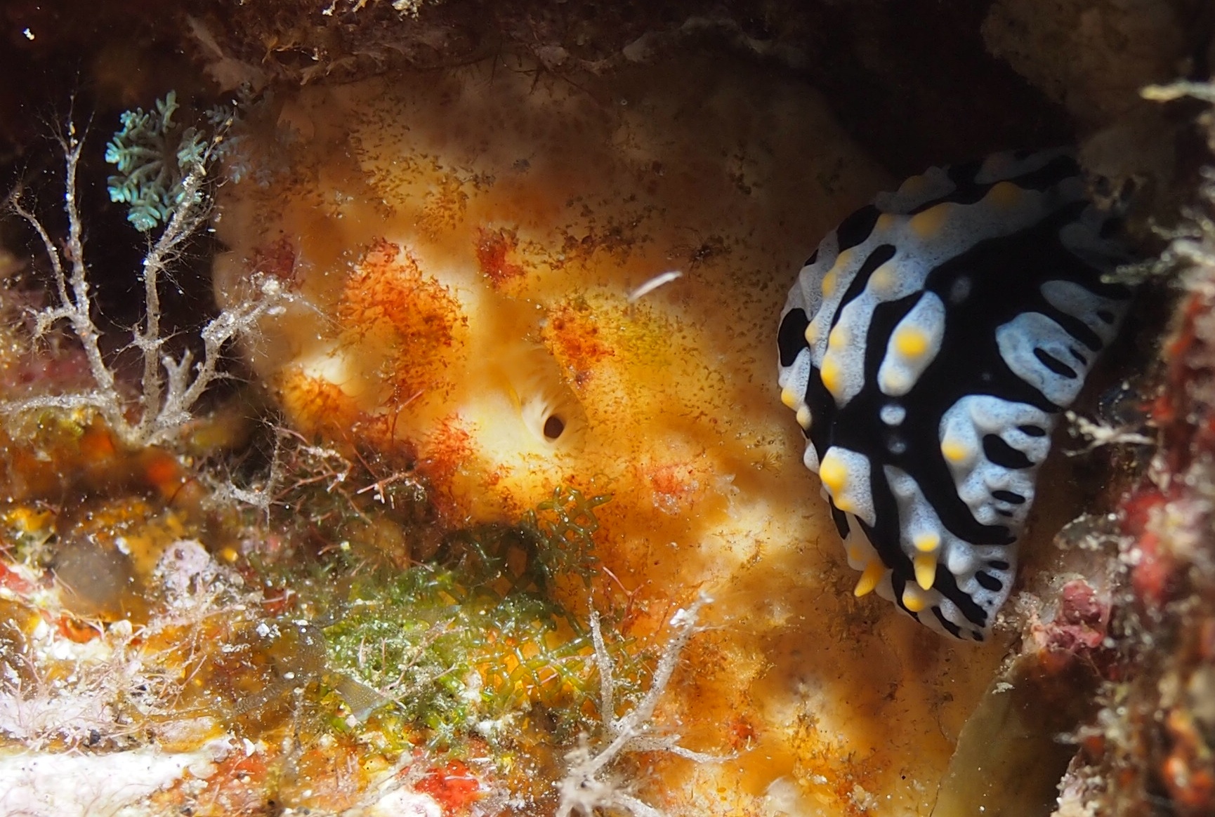 Scrambled Egg Nudibranch