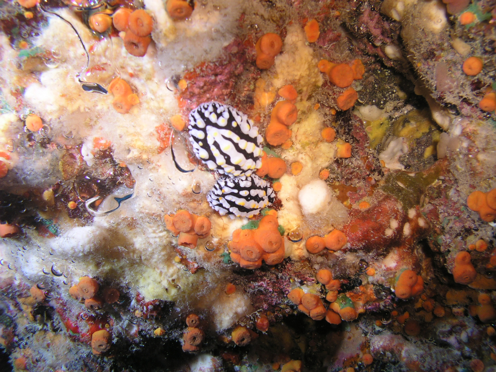 scrambled egg nudibranch