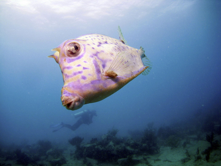 Scrawled Cowfish, St. Martin