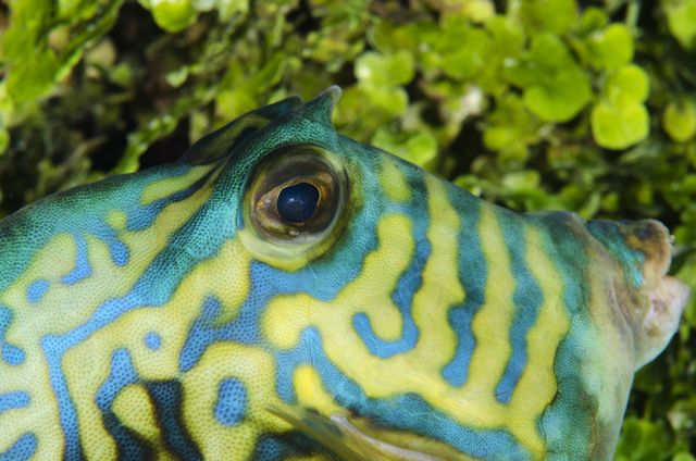 Scrawled Cowfish