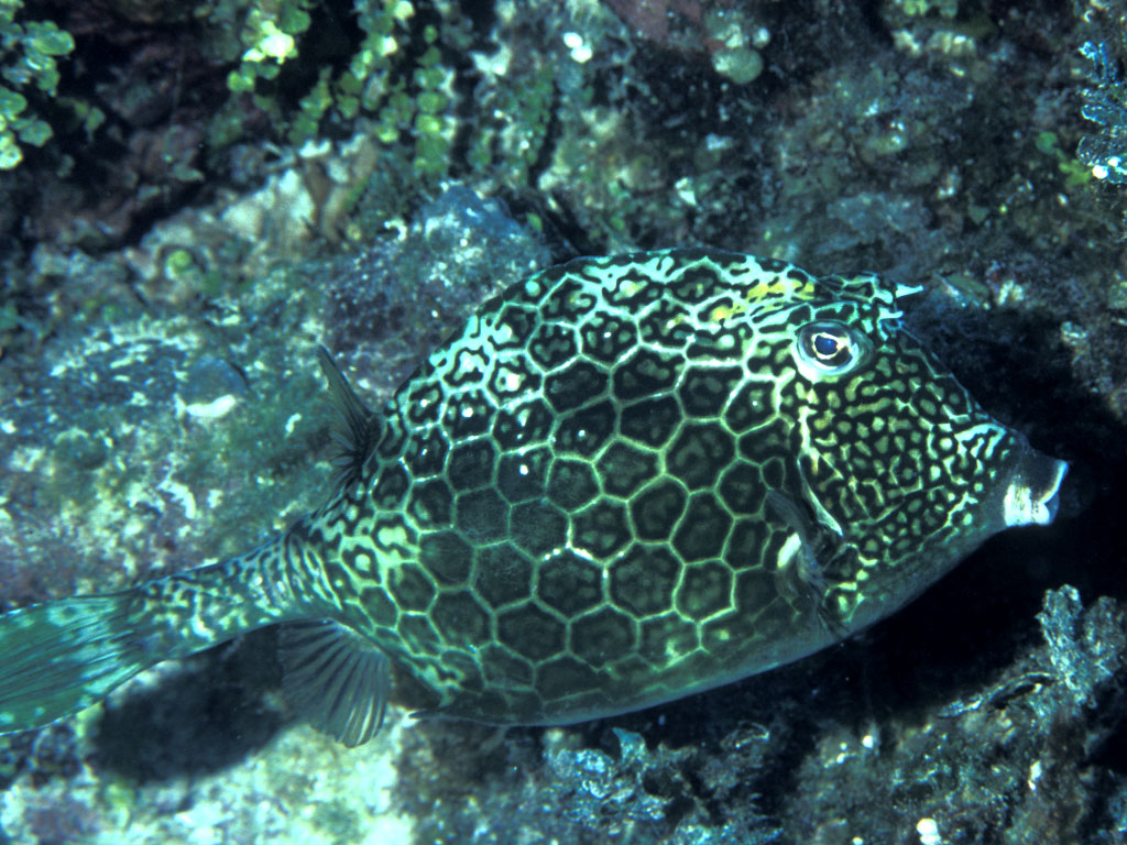 Scrawled Cowfish