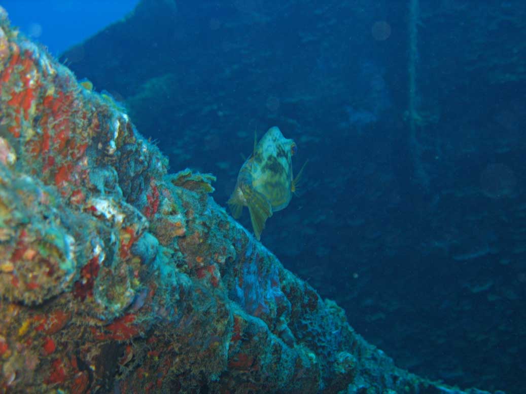 Scrawled cowfish