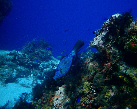 Scrawled File Fish - Cozumel